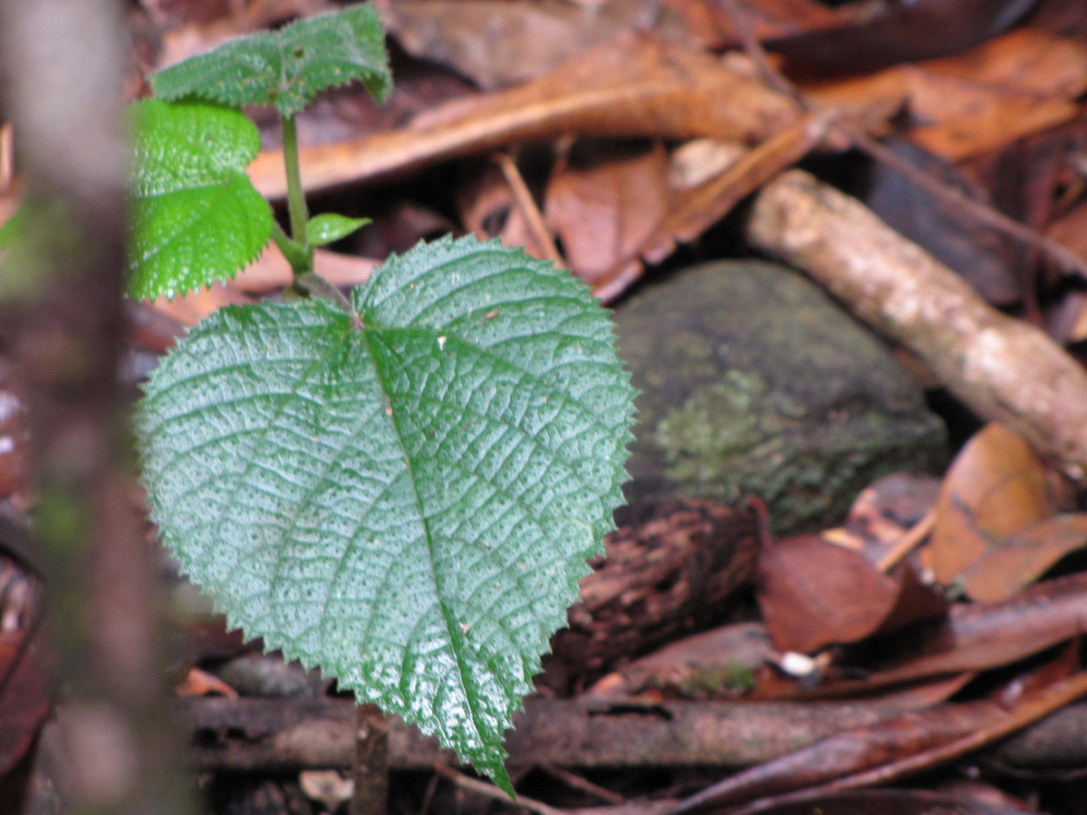 Mặc dù đã từ lâu người ta biết rằng có một hỗn hợp độc tố trong các sợi lông của cây tầm ma Queensland, nhưng bản chất chính xác của nó vẫn chưa được hiểu biết đầy đủ. Ảnh: HypeScience.