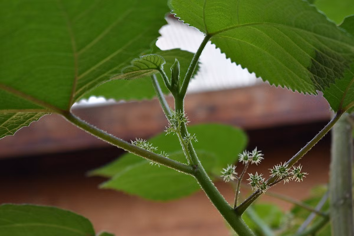 Khi ở gần cây một thời gian dài, người ta cũng có nguy cơ hít phải các sợi lông rụng ra khỏi cây dẫn đến các biến chứng về hô hấp như chảy nước mắt và nước mũi, hắt hơi liên tục. Ảnh: Treehugger.