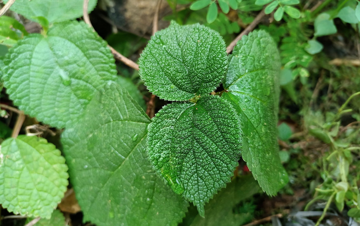 Các lông tơ này có thể tồn tại trong da tới một năm và giải phóng hỗn hợp độc tố vào cơ thể con người khi bị kích thích như đụng chạm, tiếp xúc với nước hoặc thay đổi nhiệt độ. Ảnh: Shutterstock.com.