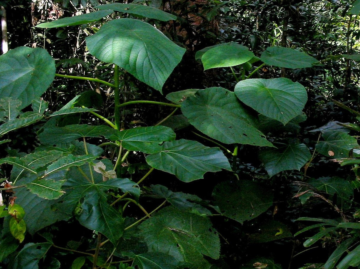 Thuộc họ tầm ma (Urticaceae), loài cây bụi này có vẻ ngoài vô hại với lá hình trái tim có răng cưa, hoa trắng muốt, quả tím mọng hấp dẫn. Ảnh: Periérgeia.