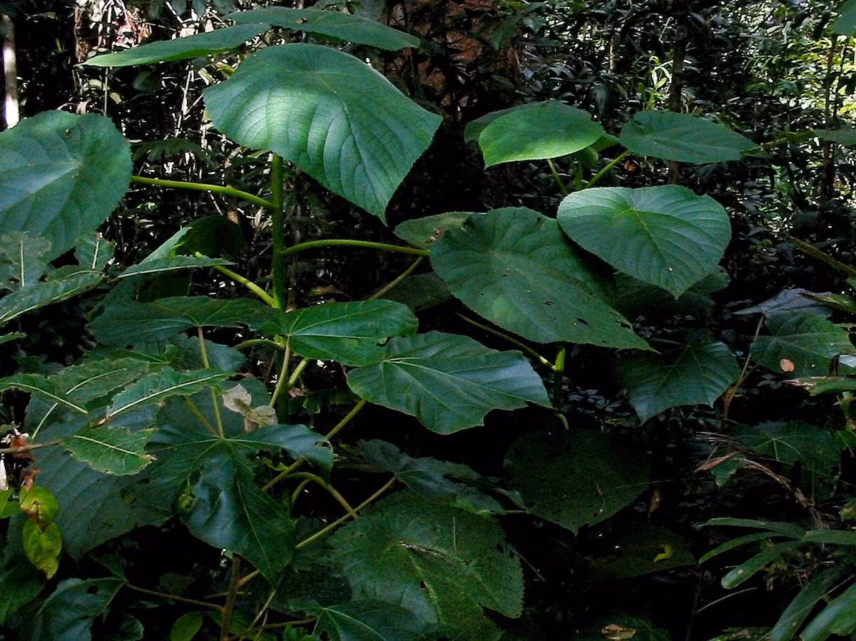Thuộc họ tầm ma (Urticaceae), loài cây bụi này có vẻ ngoài vô hại với lá hình trái tim có răng cưa, hoa trắng muốt, quả tím mọng hấp dẫn. Ảnh: Periérgeia.