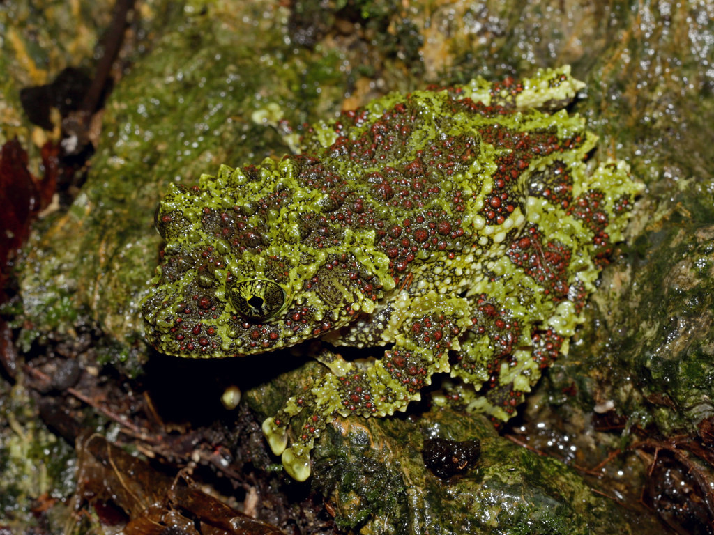 Ếch rêu Việt Nam (Theloderma corticale), một trong những loài động vật lưỡng cư kỳ lạ nhất quả đất. Ảnh: cowyeow / Flickr.