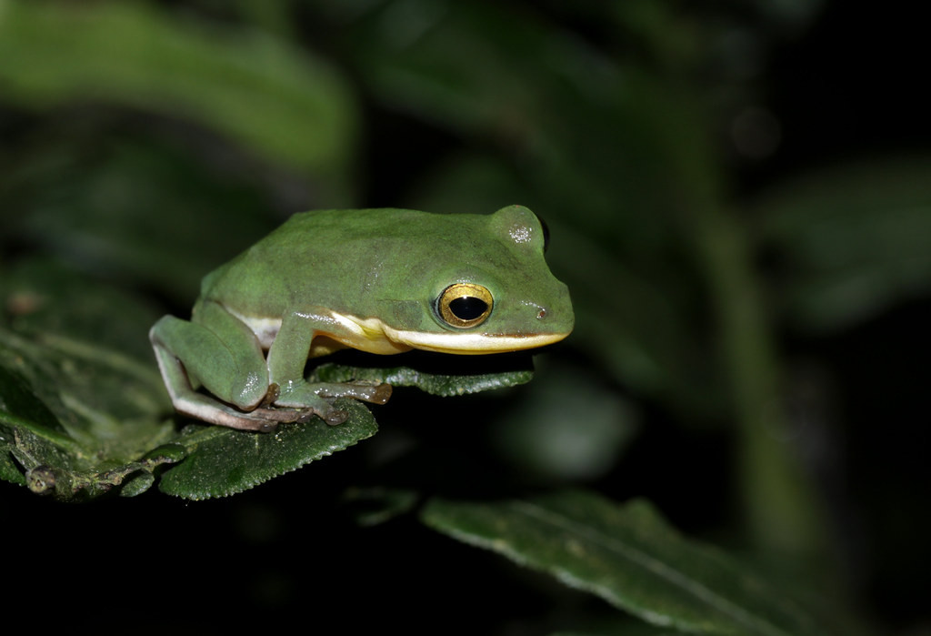 Một loài ếch cây xanh thuộc chi Rhacophorus. Ảnh: cowyeow / Flickr.