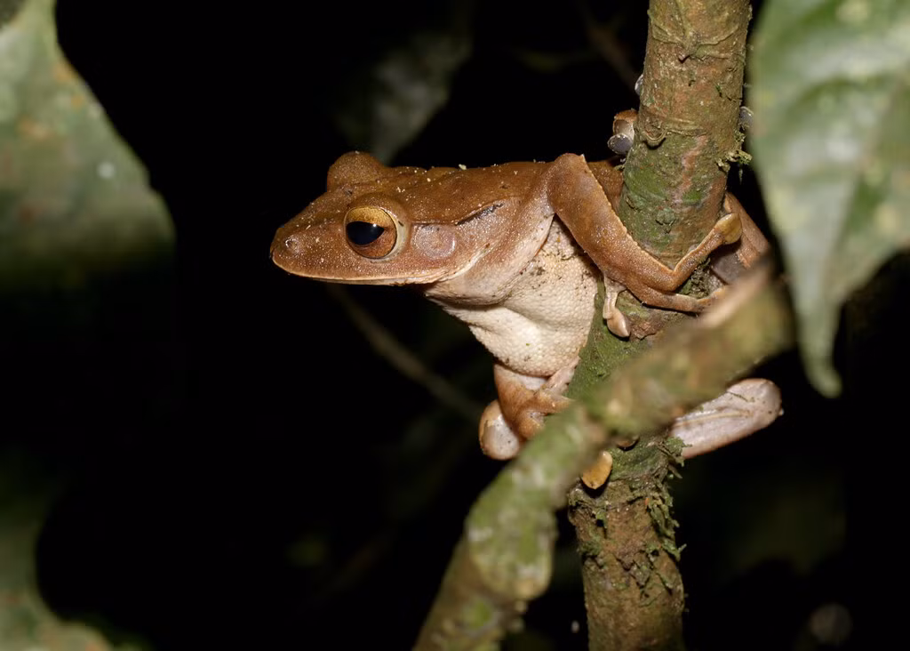 Ếch cây mép trắng (Polypedates leucomystax). Ảnh: cowyeow / Flickr.
