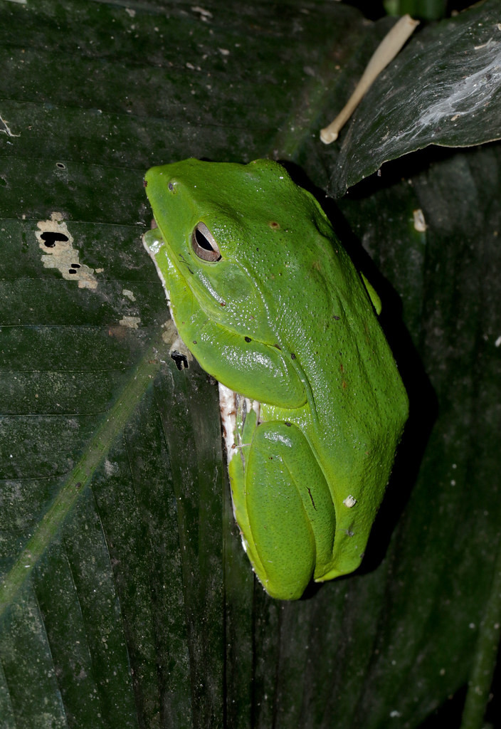 Ếch bay Trung Hoa (Zhangixalus dennys). Ảnh: cowyeow / Flickr.