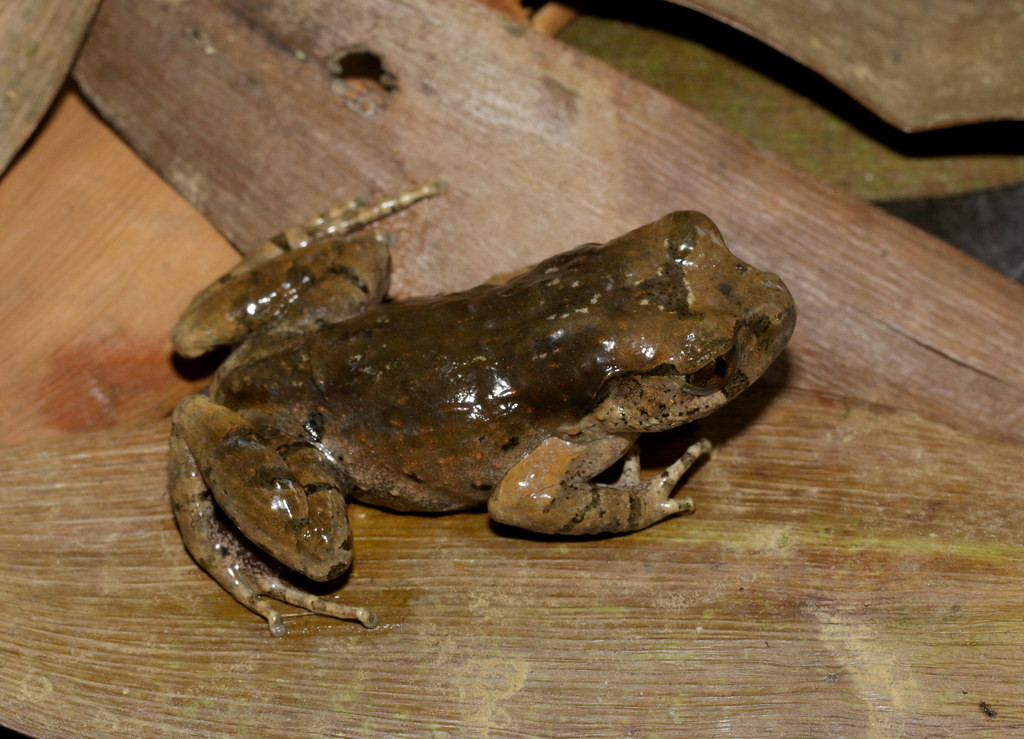 Loài ếch bụi thuộc chi Philautus. Ảnh: cowyeow / Flickr.
