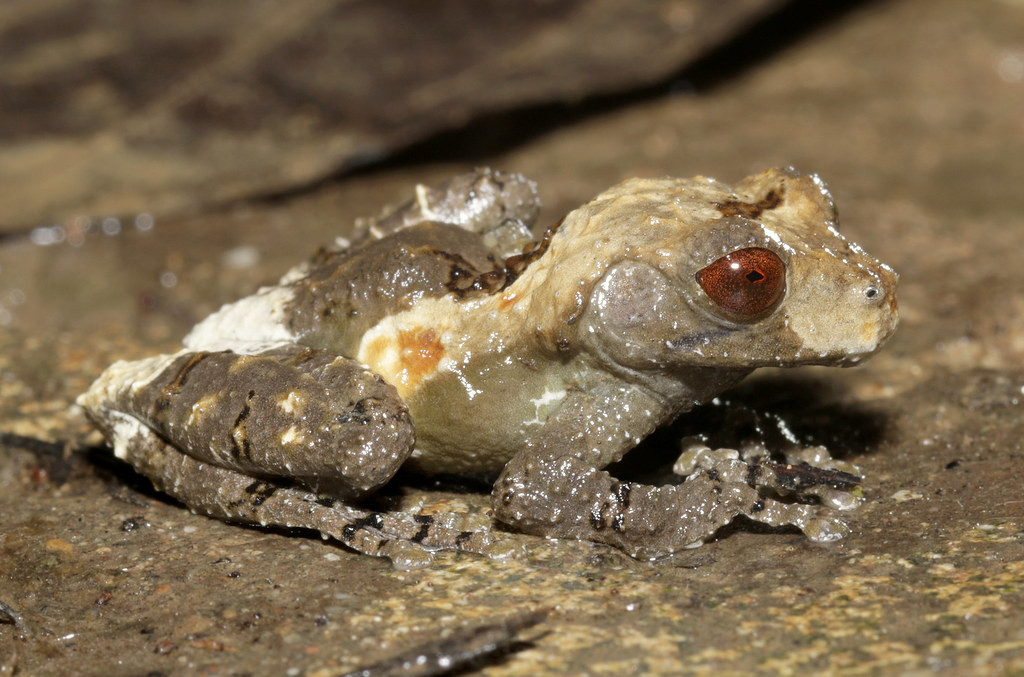 Ếch phân chim (Theloderma asperum). Ảnh: cowyeow / Flickr.