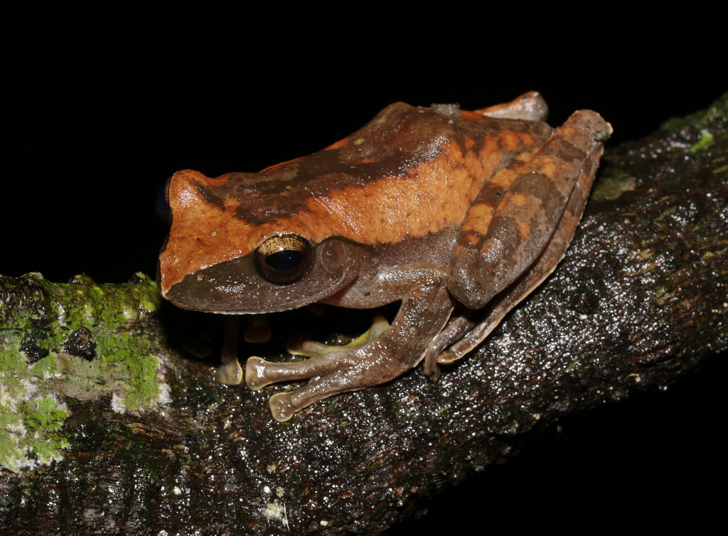 Ếch cây Orlov (Rhacophorus orlovi). Ảnh: cowyeow / Flickr.