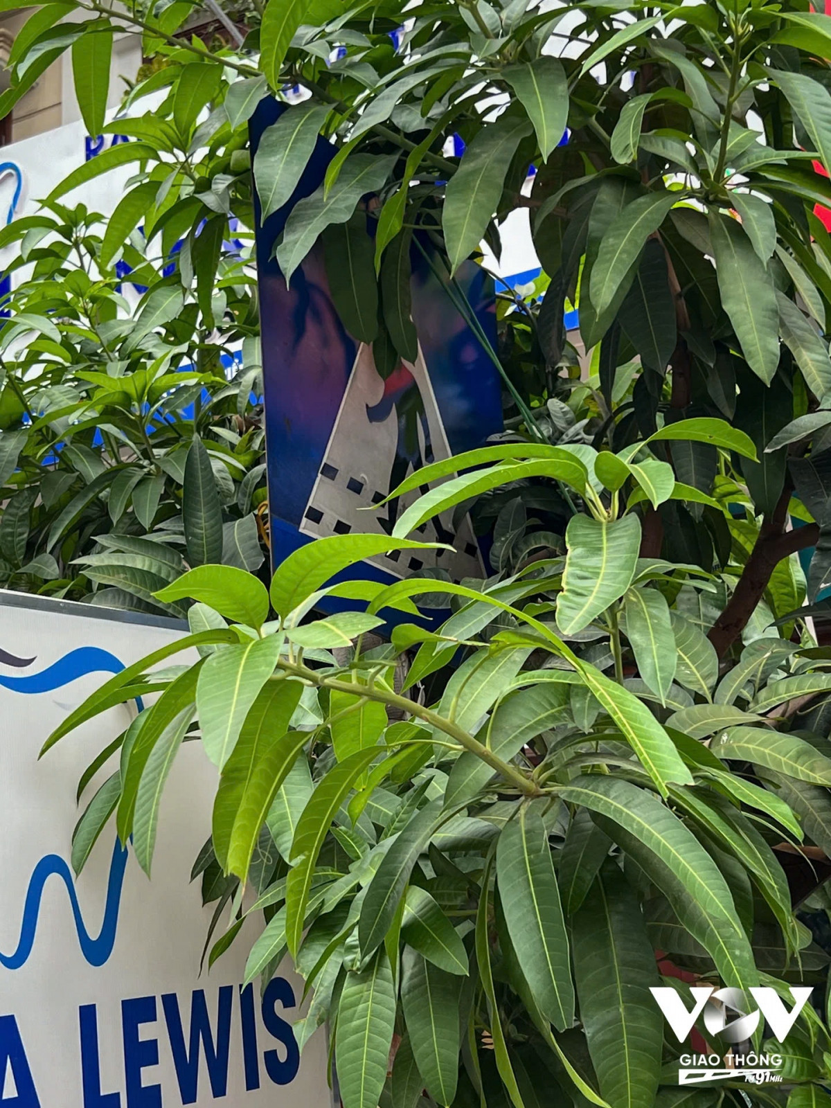 Biển báo đi bộ đang chơi “trốn tìm” trong bụi cây. Cắm biển báo như vậy rất khó nhìn, thậm chí dưới đường còn không có vạch kẻ đường cho người đi bộ