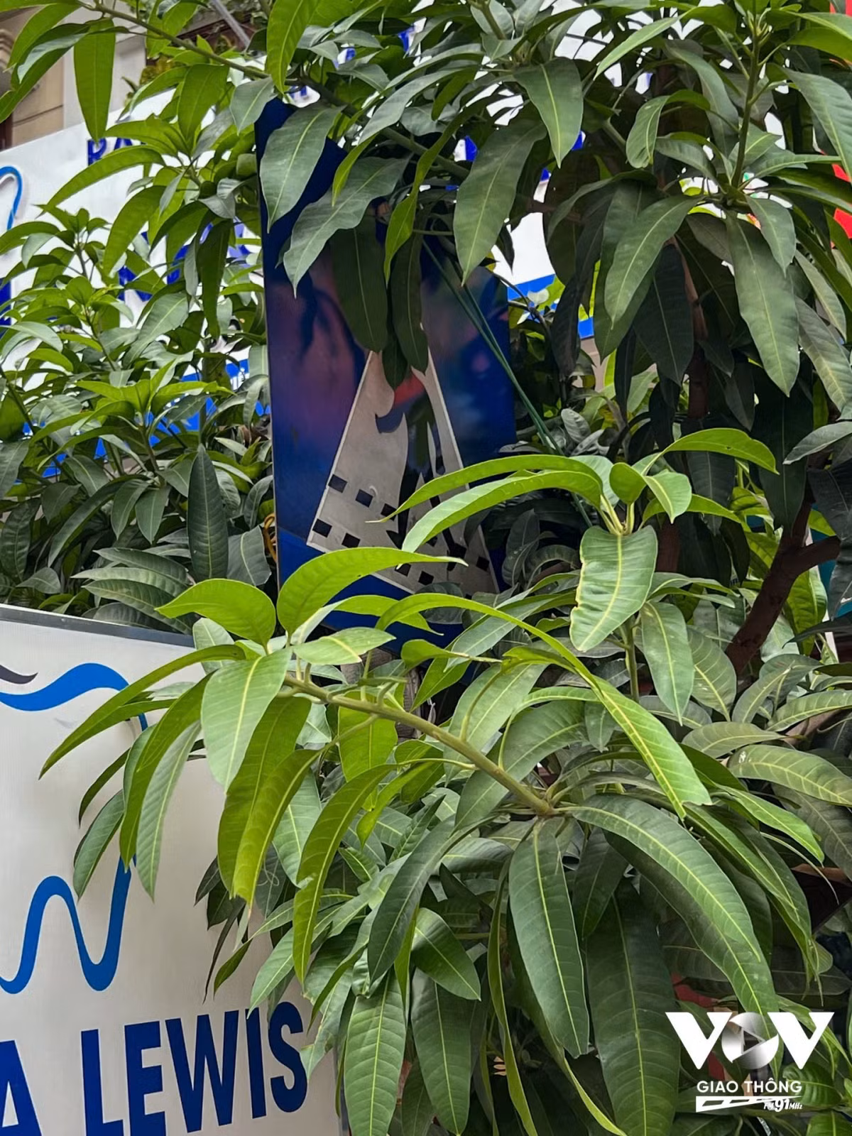 Biển báo đi bộ đang chơi “trốn tìm” trong bụi cây. Cắm biển báo như vậy rất khó nhìn, thậm chí dưới đường còn không có vạch kẻ đường cho người đi bộ