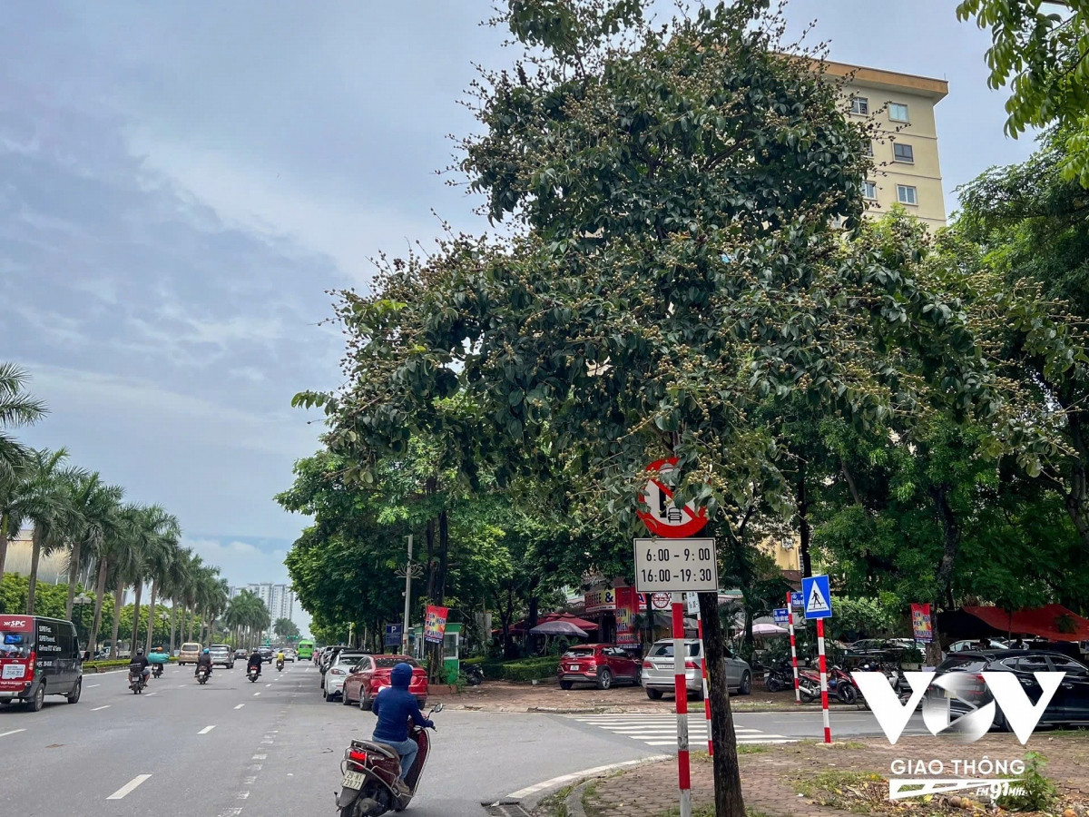  Biển cấm ô tô rẽ phải vào khung giờ cao điểm bị tán lá cây che khuất, phải đi gần thì người đi đường mới nhìn rõ. Đây cũng là một trong các nguyên nhân khiến các phương tiện vi phạm giao thông hoặc xảy ra va chạm khi lưu thông trên đường.