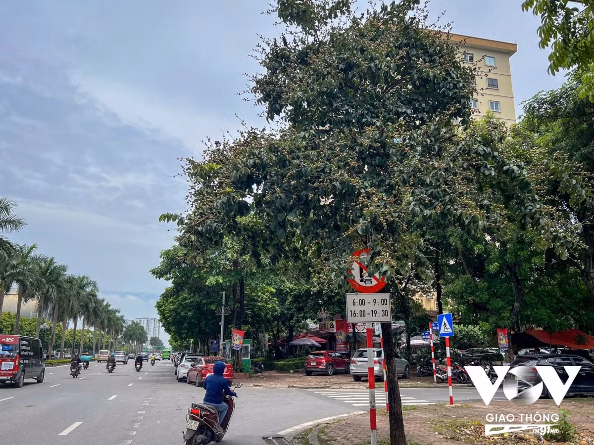  Biển cấm ô tô rẽ phải vào khung giờ cao điểm bị tán lá cây che khuất, phải đi gần thì người đi đường mới nhìn rõ. Đây cũng là một trong các nguyên nhân khiến các phương tiện vi phạm giao thông hoặc xảy ra va chạm khi lưu thông trên đường.