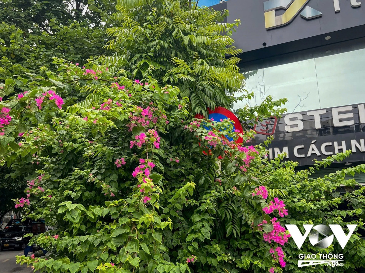 Biển cấm ẩn nấp trong lùm cây “thách thức” người tham gia giao thông