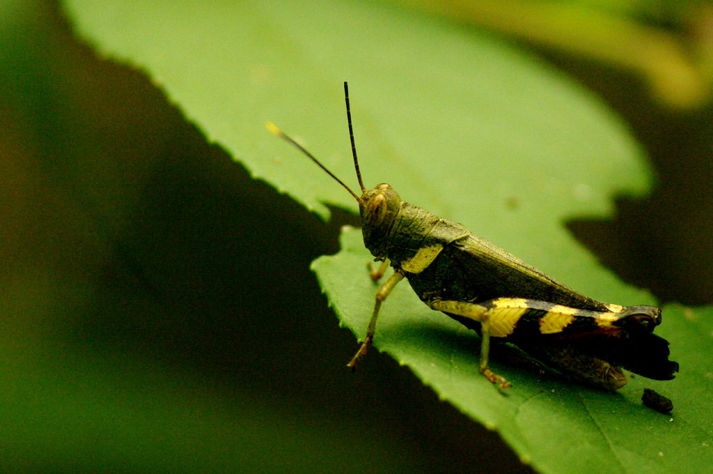 Một loài châu chấu rừng. Ảnh: Luis Mata / Flickr.