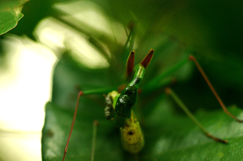 Cặp bọ que thuộc chi Micadina đang kết đôi. Ảnh: Luis Mata / Flickr.