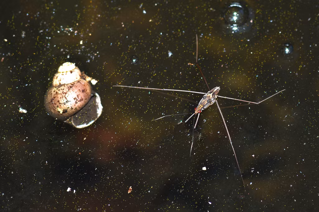 Loài gọng vó thuộc chi Gerris, họ Gọng vó (Gerridae). Ảnh: Luis Mata / Flickr.