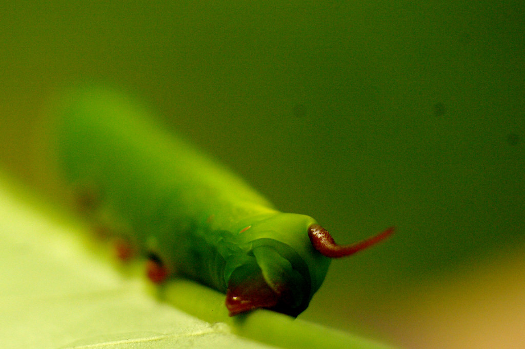 Ấu trùng của một loài bướm.Ảnh: Luis Mata / Flickr.
