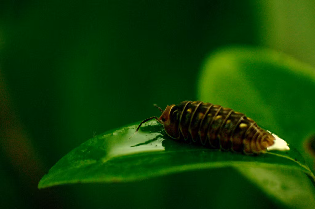 Một loài bọ thuộc Bộ chân đều (Isopoda), phân ngành Động vật giáp xác (Crustacea). Ảnh: Luis Mata / Flickr.
