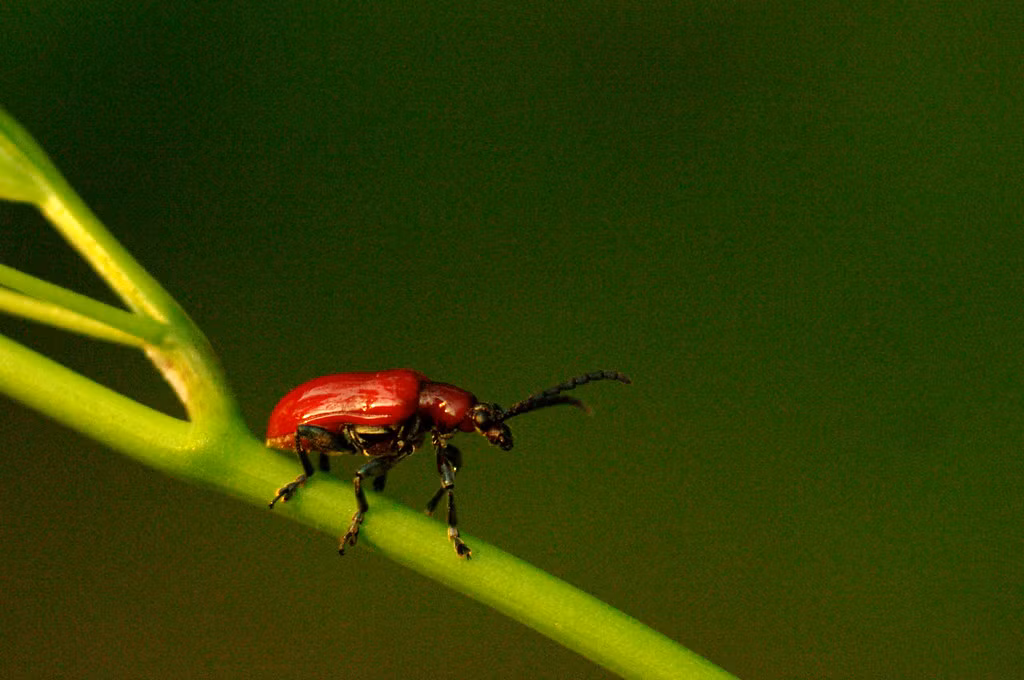 Một loài bọ cánh cứng có màu đỏ rực. Ảnh: Luis Mata / Flickr.