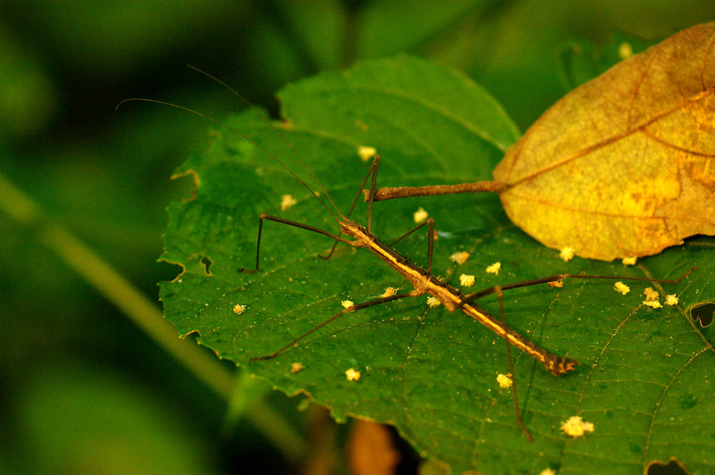 Một con bọ que đậu trên chiếc lá ở Vườn quốc gia Cát Bà, Hải Phòng. Ảnh: Luis Mata / Flickr.