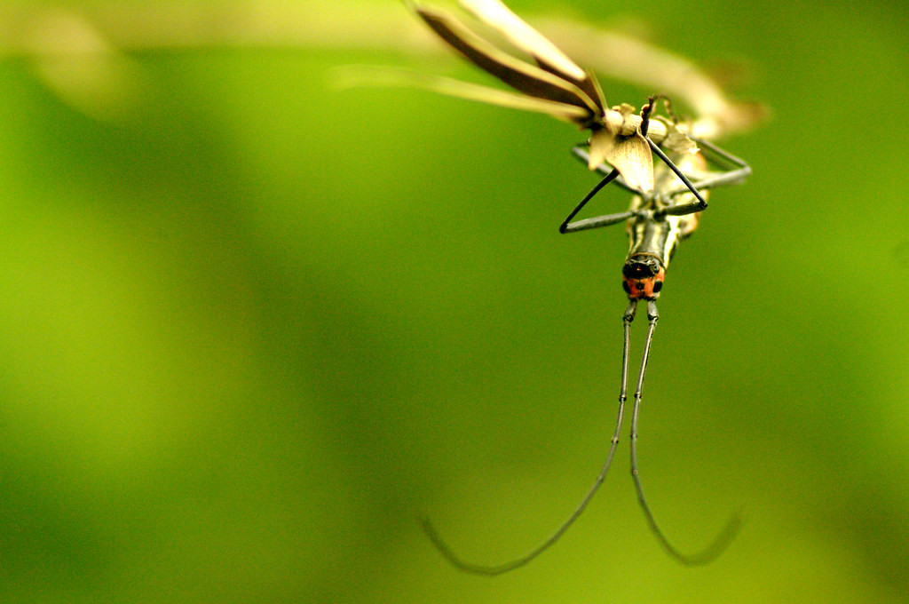 Loài xén tóc cổ dài có tên khoa học là Macrochenus isabellinus. Ảnh: Luis Mata / Flickr.