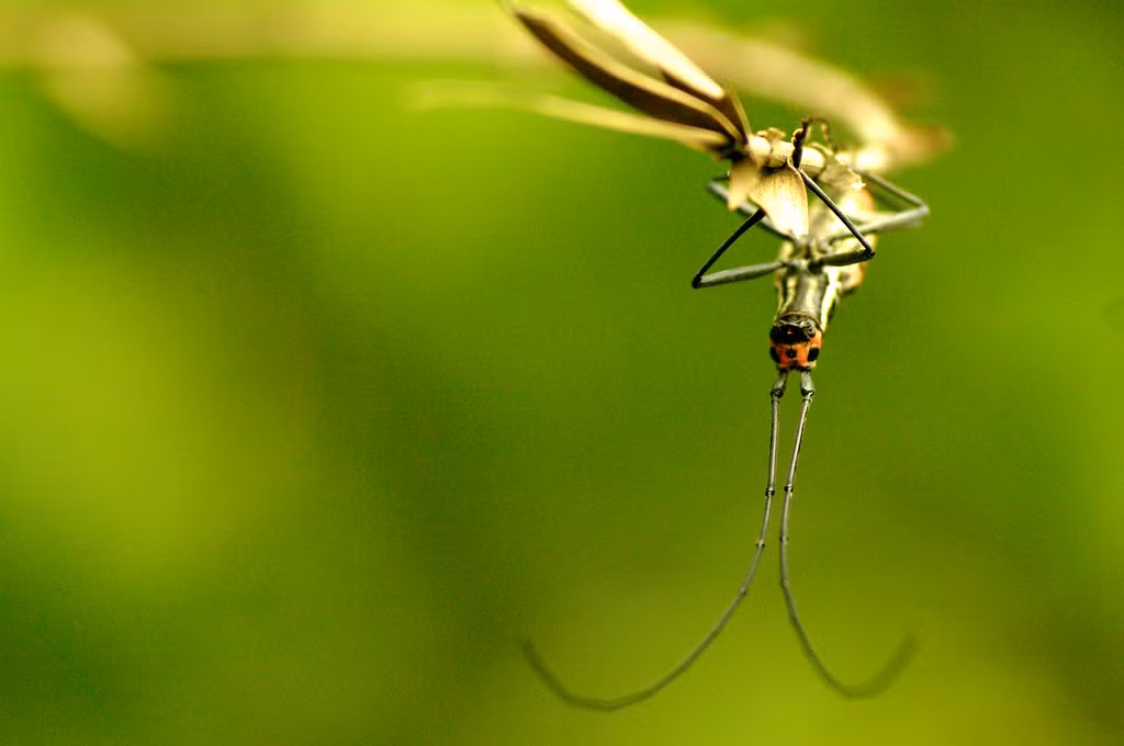 Loài xén tóc cổ dài có tên khoa học là Macrochenus isabellinus. Ảnh: Luis Mata / Flickr.