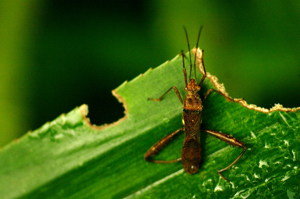 Còn đây là một loài thuộc bọ Bọ xít mép (Alydidae). Ảnh: Luis Mata / Flickr.