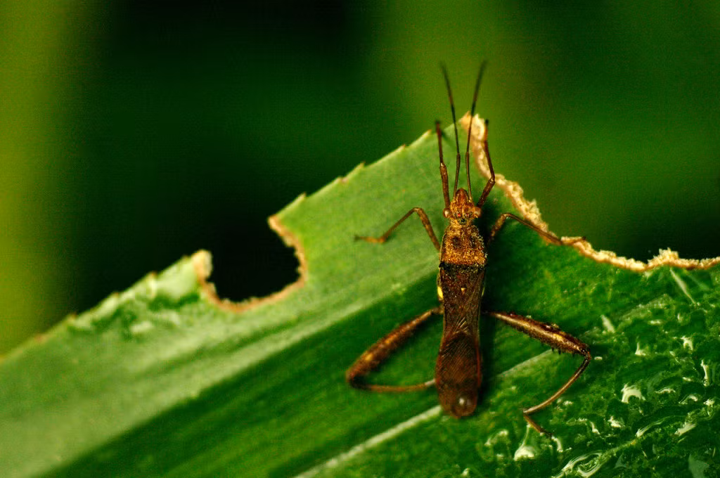 Còn đây là một loài thuộc bọ Bọ xít mép (Alydidae). Ảnh: Luis Mata / Flickr.