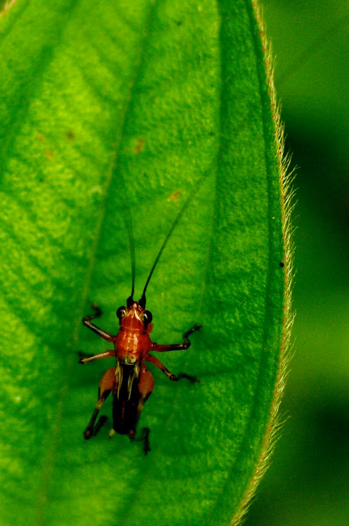 Chú châu chấu này có màu sắc khá lạ mắt. Ảnh: Luis Mata / Flickr.