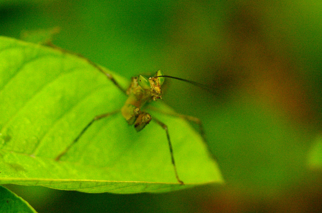 Bọ ngựa non giương mắt nhìn ống kính máy ảnh. Ảnh: Luis Mata / Flickr.