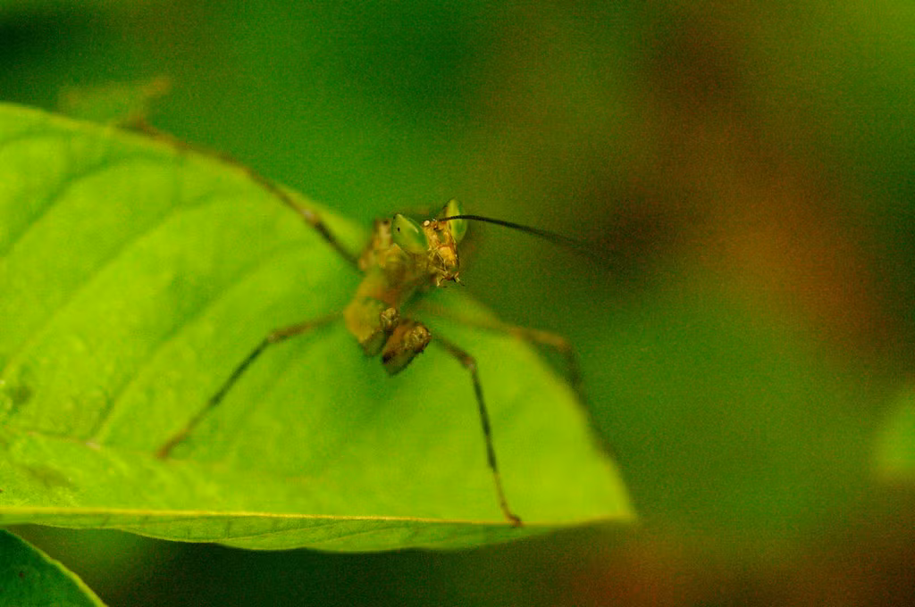 Bọ ngựa non giương mắt nhìn ống kính máy ảnh. Ảnh: Luis Mata / Flickr.