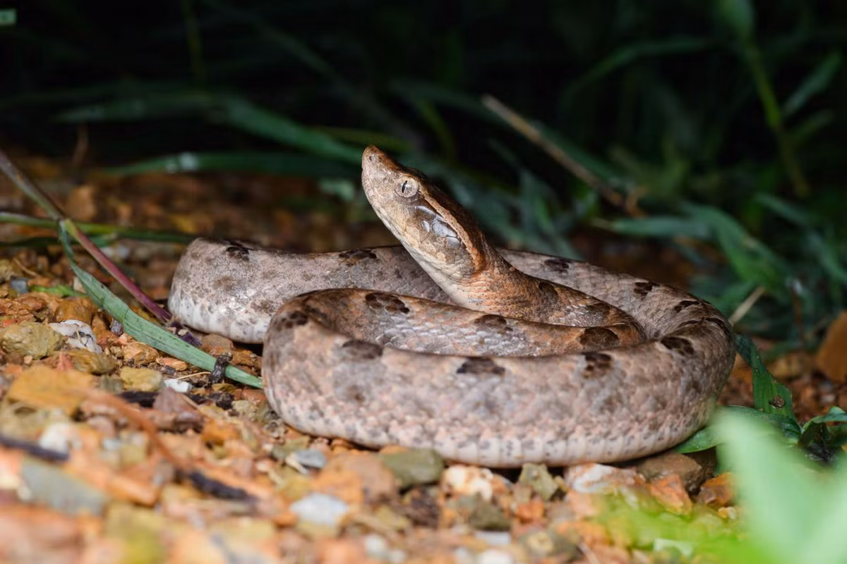 Là loài ăn đêm, chúng săn các loài lưỡng cư, chuột, chim và các loài rắn nhỏ khác bằng cách phục kích, tấn công con mồi một cách bất ngờ. Chúng có thể dùng chiếc đuôi đu đưa như mồi nhử để dụ con mồi đến gần. Ảnh: Thai National Parks.