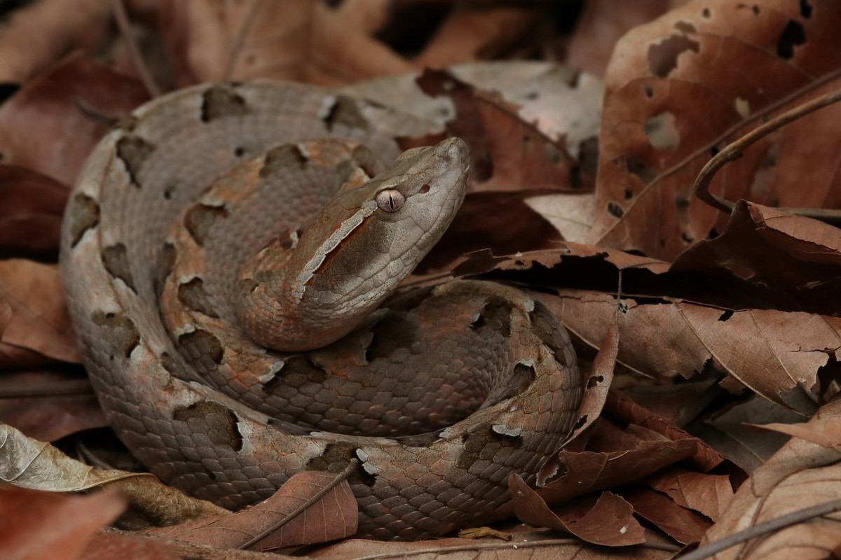Đối với nhiều người lính Mỹ từng tham chiến ở miền Nam Việt Nam, rắn chàm quạp là nỗi ám ảnh mỗi khi phải hành quân trong rừng rậm. Họ đã gọi loài rắn này là "mìn sống" do sự nguy hiểm không thể chối cãi của chúng. Ảnh: iNaturalist.