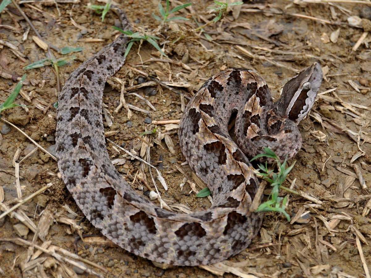 Dù thị lực kém, rắn chàm quạp nhưng vẫn có thể săn mồi rất tốt nhờ sở hữu hố nhiệt - các hõm nhỏ nằm ở giữa mũi và mắt - có khả năng quét và dò tìm các nguồn nhiệt xung quanh. Ảnh: Wibowo Djatmiko.