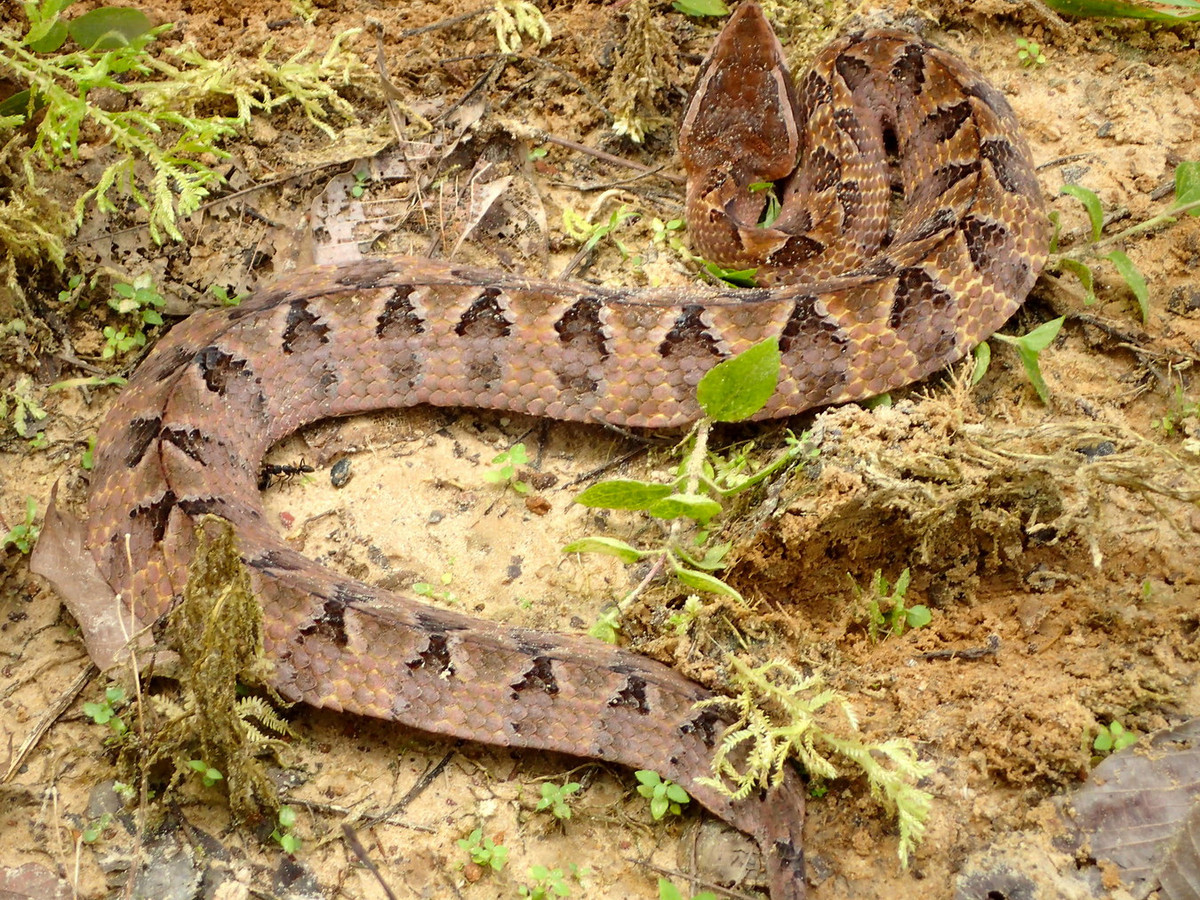 Trên thế giới, loài rắn này được tìm thấy trên khắp Thái Lan và các tiểu bang phía Bắc bán đảo Mã Lai, Lào, Campuchia, Ấn Độ... Ảnh: Ahmad Fuad Bin Morad / Flickr.