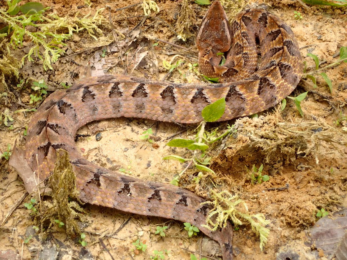 Trên thế giới, loài rắn này được tìm thấy trên khắp Thái Lan và các tiểu bang phía Bắc bán đảo Mã Lai, Lào, Campuchia, Ấn Độ... Ảnh: Ahmad Fuad Bin Morad / Flickr.