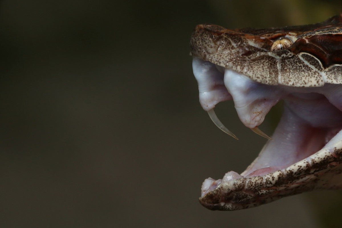 Càng gặp nguy hiểm, rắn càng nằm im, thủ thế. Khi bị tấn công, chúng đáp trả quyết liệt bằng cú cắn mạnh với cặp răng nanh dài đến 1,7 cm. Người đi rừng vô ý bước vào nơi rắn nằm rất dễ bị tấn công. Ảnh: iNaturalist.
