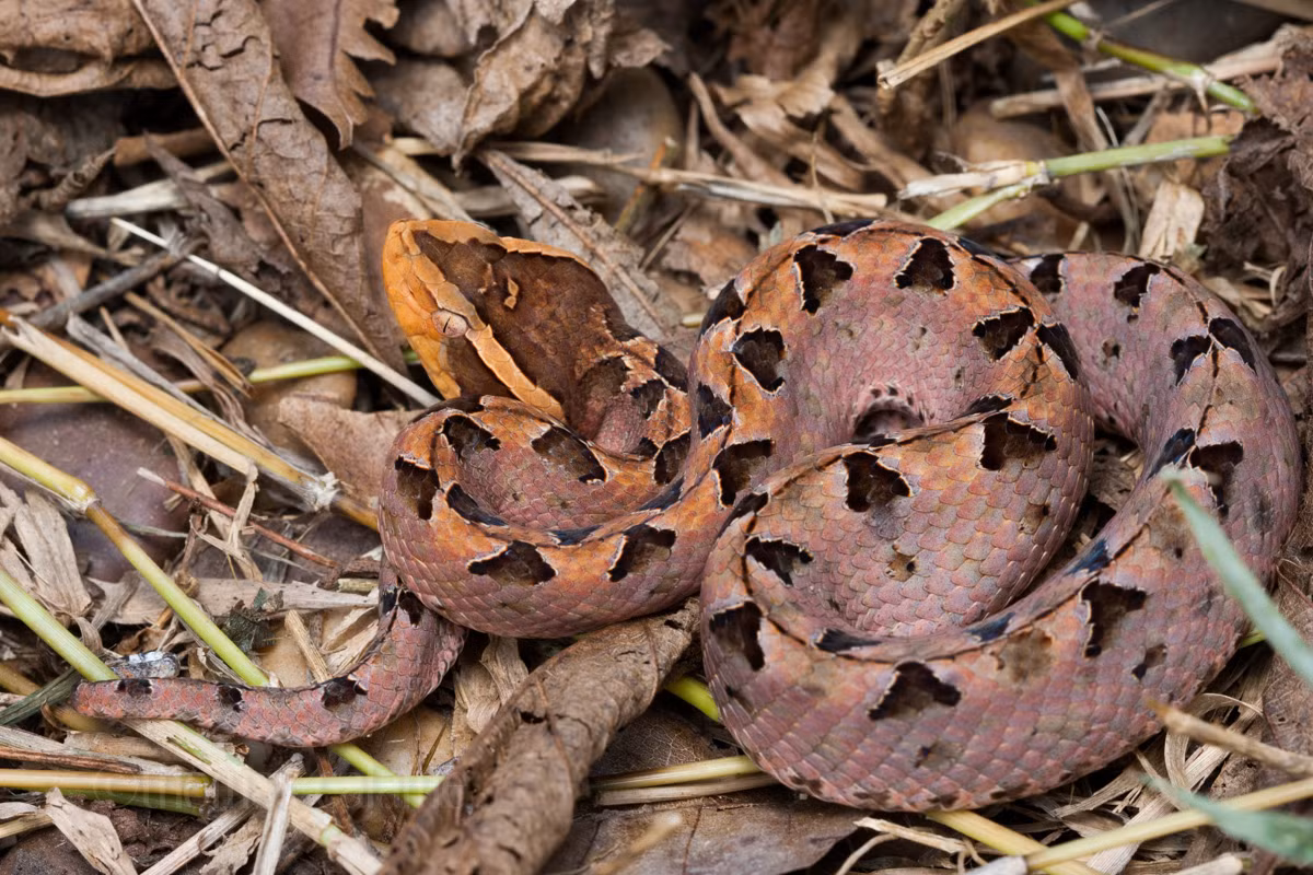 Rắn chàm quạp có một tập tính khiến chúng trở nên nguy hiểm gấp bội phần. Đó là chúng luôn cuộn tròn, ngụy trang dưới lớp lá khô, không bỏ chạy khi thấy có động như hầu hết các loài rắn khác. Ảnh: iNaturalist.