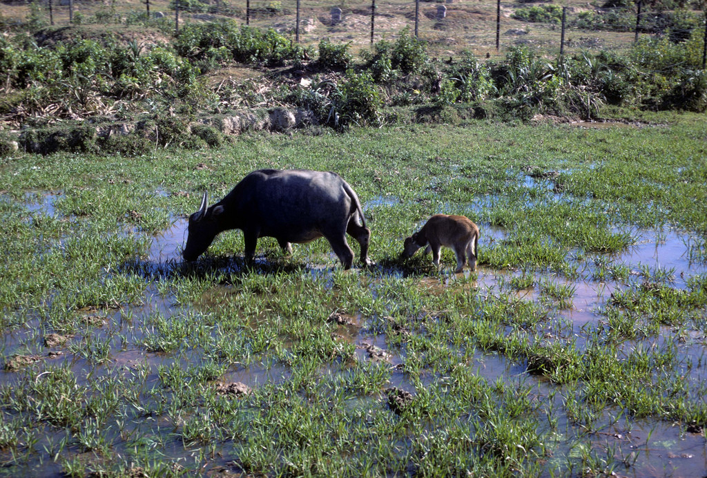 Trâu mẹ và trâu con trên cánh đồng. Ảnh: vstreech.