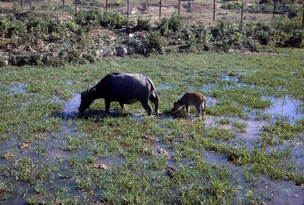 Trâu mẹ và trâu con trên cánh đồng. Ảnh: vstreech.