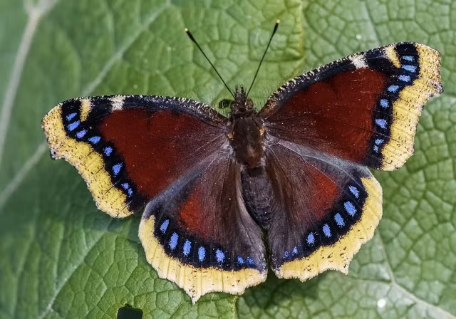 Nhin thay thu nay tren la cay, hay tranh that xa-Hinh-2