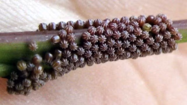 Nhin thay thu nay tren la cay, hay tranh that xa-Hinh-3