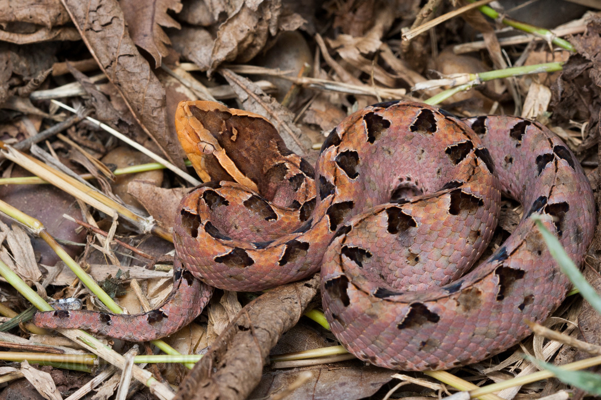 Rắn chàm quạp có một tập tính khiến chúng trở nên nguy hiểm gấp bội phần. Đó là chúng luôn cuộn tròn, ngụy trang dưới lớp lá khô, không bỏ chạy khi thấy có động như hầu hết các loài rắn khác. Ảnh: iNaturalist.