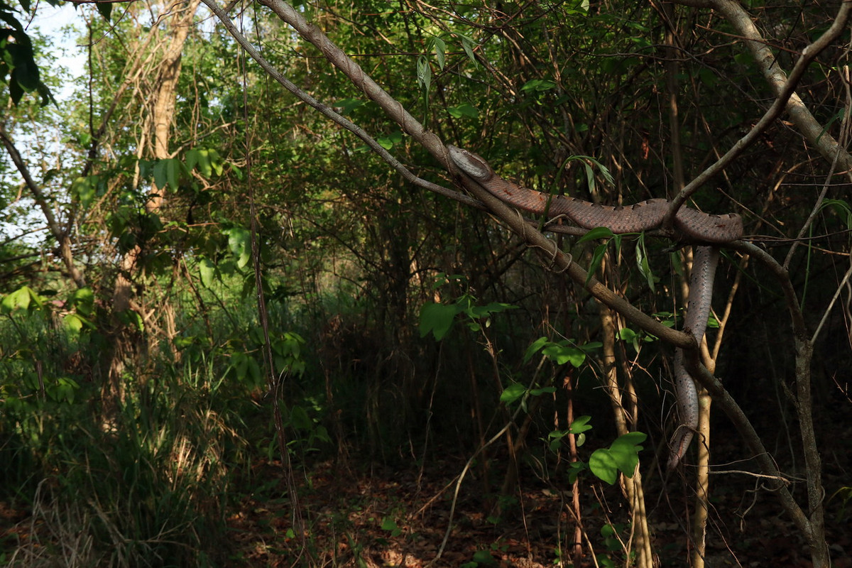 Tại Việt Nam, rắn chàm quạp có nhiều tại Bình Thuận, Ninh Thuận (Nha Hố, Phan Rang), Bình Dương (Bến Cát, Lộc Ninh, Thủ Dầu Một), Bà Rịa – Vũng Tàu, Tây Ninh, Đồng Nai (Biên Hoà, Long Bình, Xuân Lộc), An Giang (Phú Vinh). Ảnh: iNaturalist.