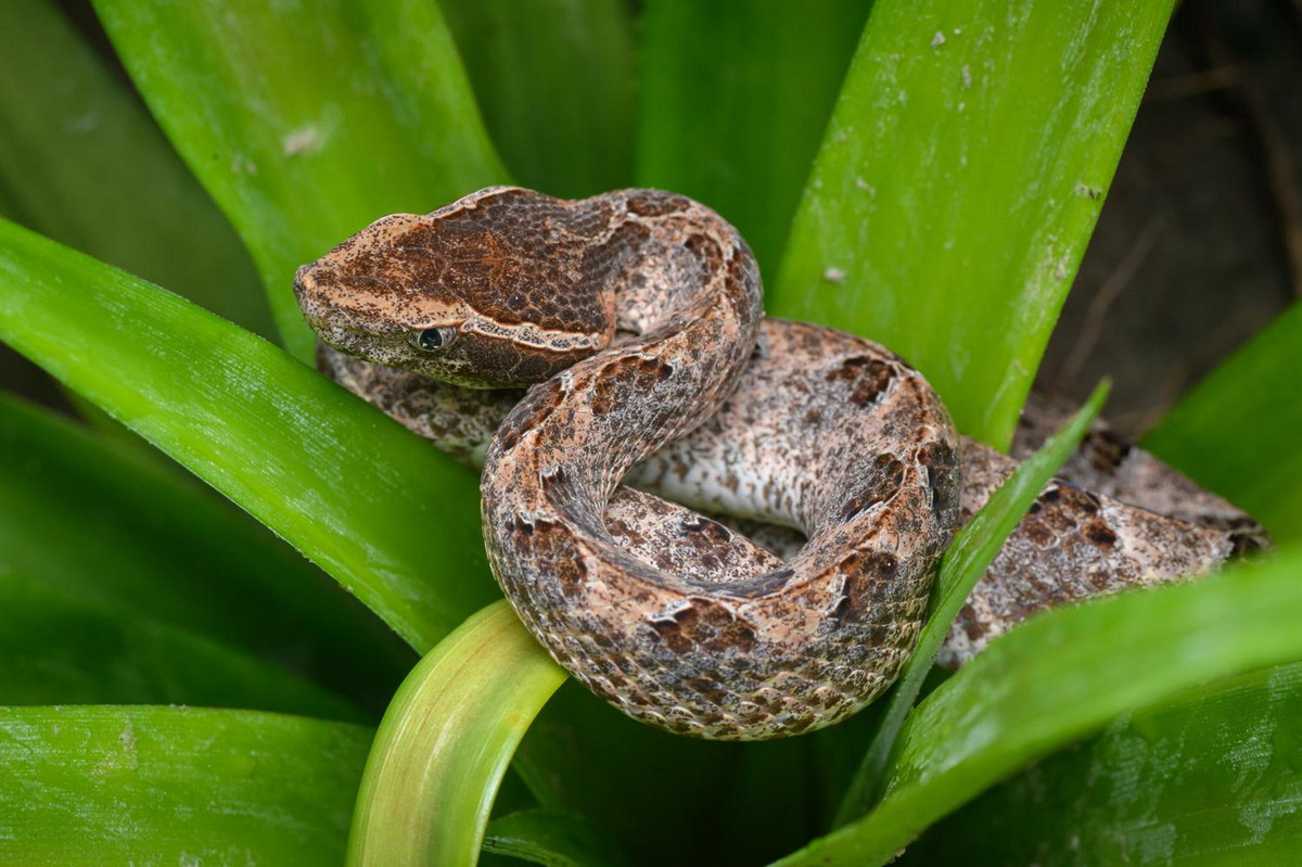 Trán rắn màu nâu sẫm có sọc trắng ở hai bên mép từ mõm đến cổ. Mắt nhỏ có con ngươi hình bầu dục dọc đứng. Rắn non có màu sắc giống rắn trưởng thành, trừ phần đuôi màu vàng. Ảnh: Thai National Parks.