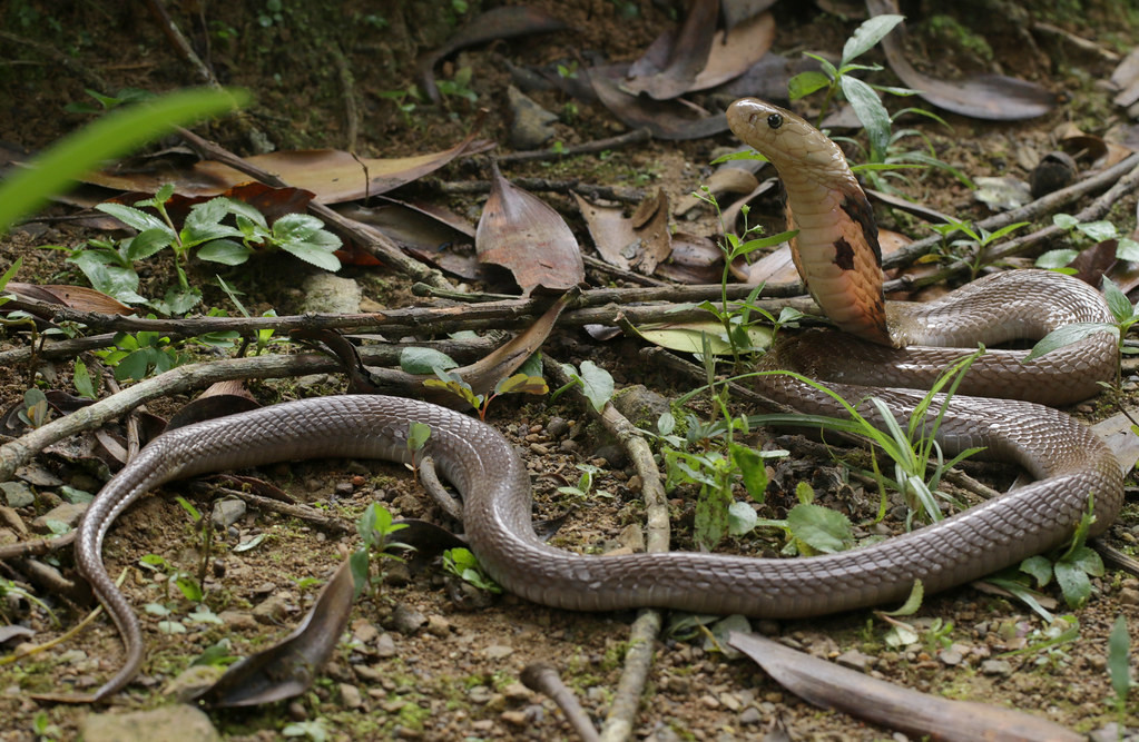 Rắn hổ mang một mắt kính (Naja kaouthia). Ảnh: Cowyeow / Flickr.