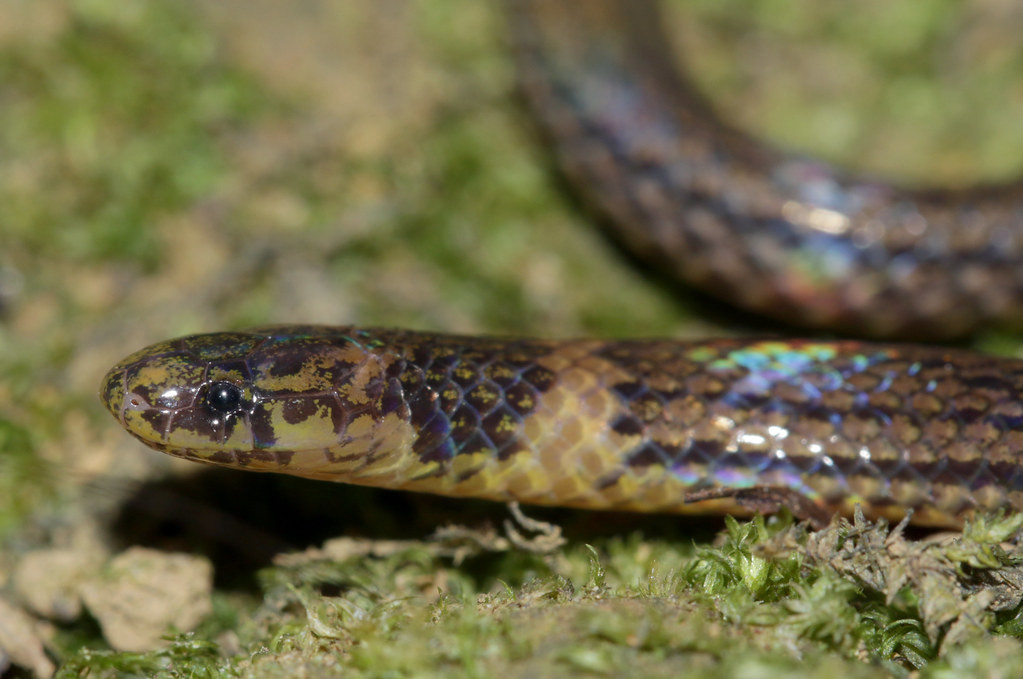 Rắn sậy cổ áo (Calamaria pavimentata). Ảnh: Cowyeow / Flickr.