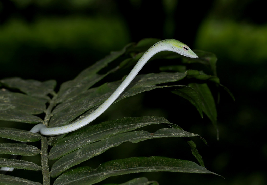 Rắn roi thường (Ahaetulla prasina). Ảnh: Cowyeow / Flickr.