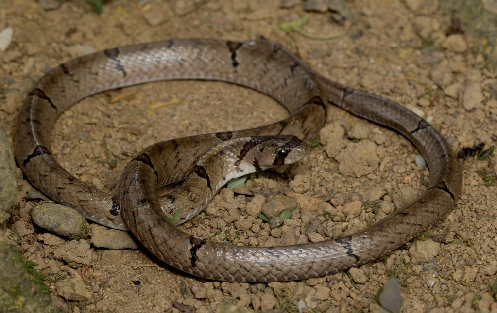 Rắn khiếm Trung Quốc (Oligodon chinensis). Ảnh: Cowyeow / Flickr.