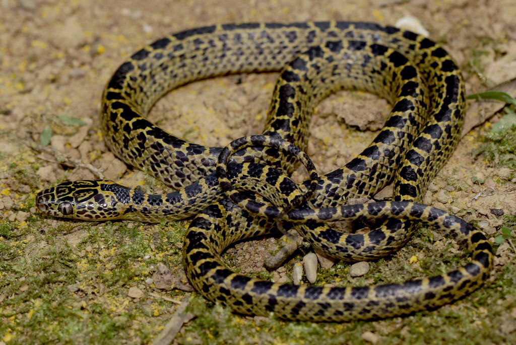 Rắn lệch đầu kinh tuyến (Lycodon meridionale). Ảnh: Cowyeow / Flickr.